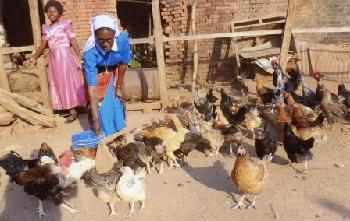 A Chicken Rearing Project for Nuns in Tanzania